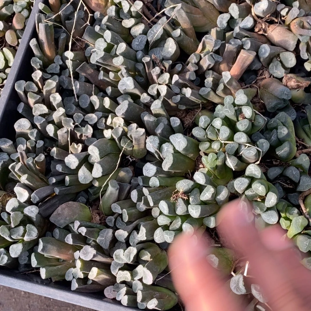 2720 一颗实生小万象 整点福利