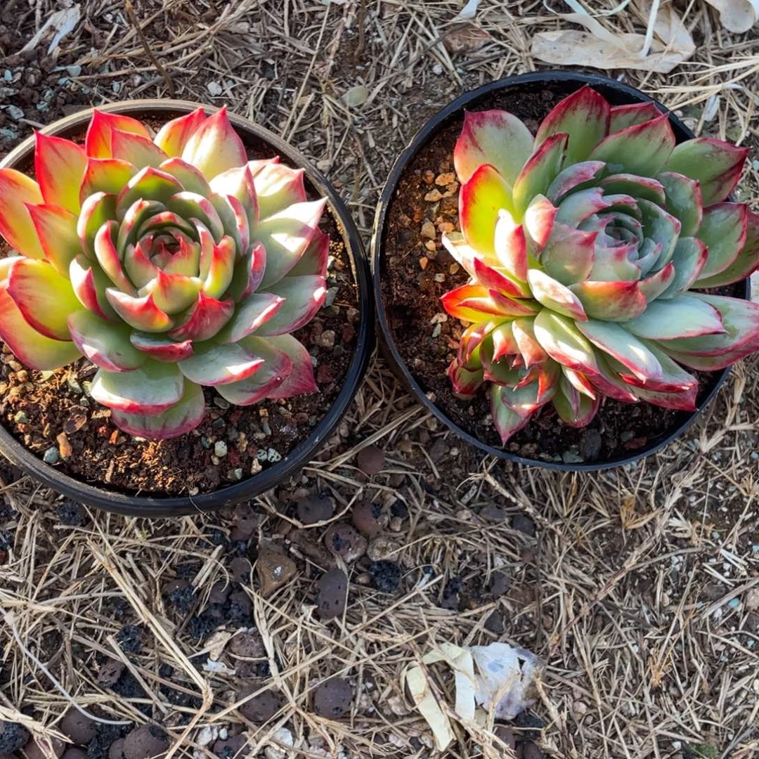 绿***萝惊鸿仙子两颗福利