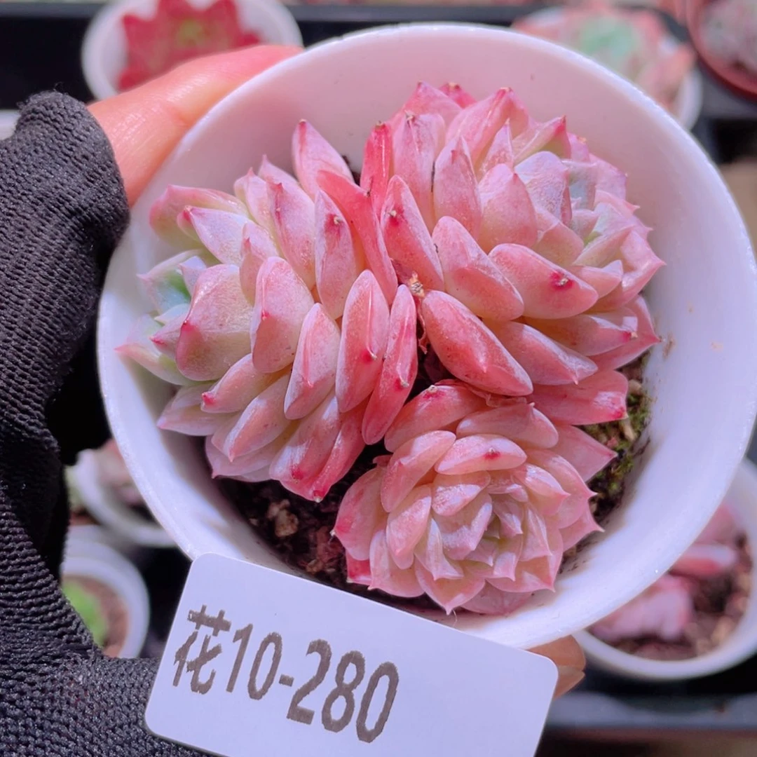 花利美10-280纯爱