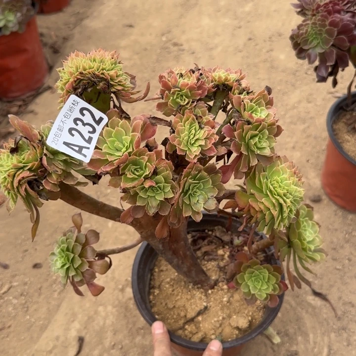 红铜缀……多肉植物……
