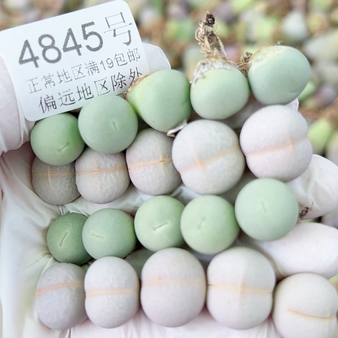 4845 好养易活生石花大母本20个1cm左右比较小特价出