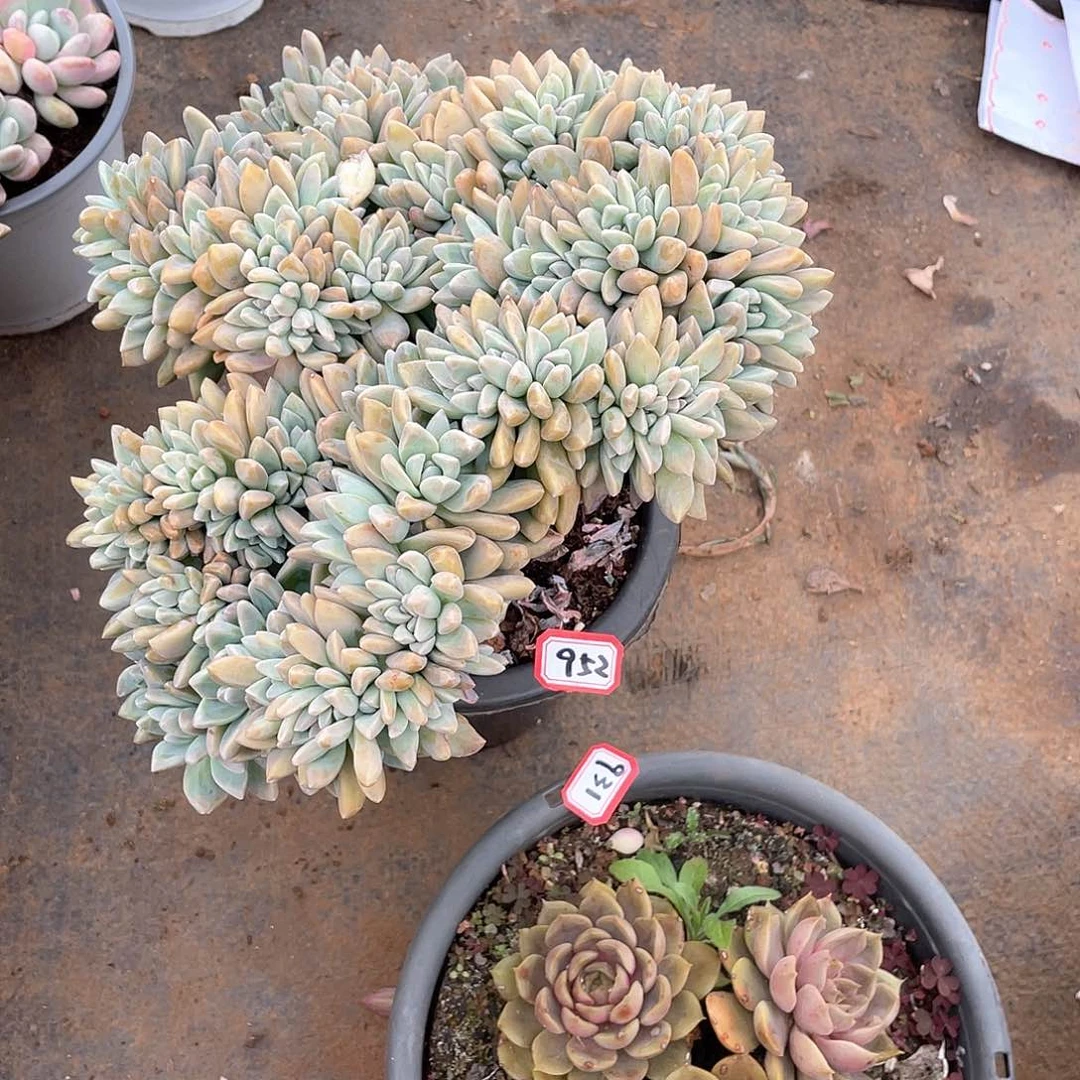 952淡雪缀 一物一拍多肉