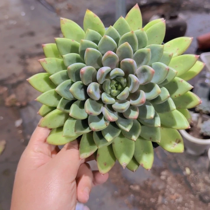黄金象牙大单头老桩