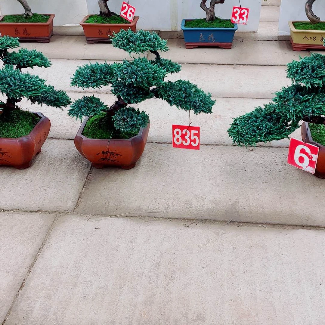 无花朵罗汉松盆景艺术的