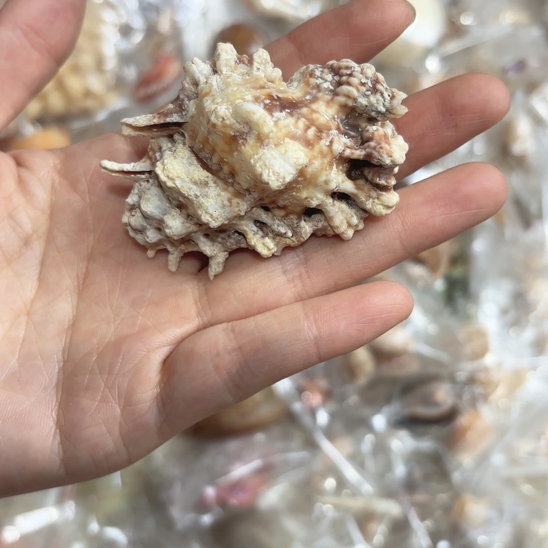 承***越天然海螺标本福利