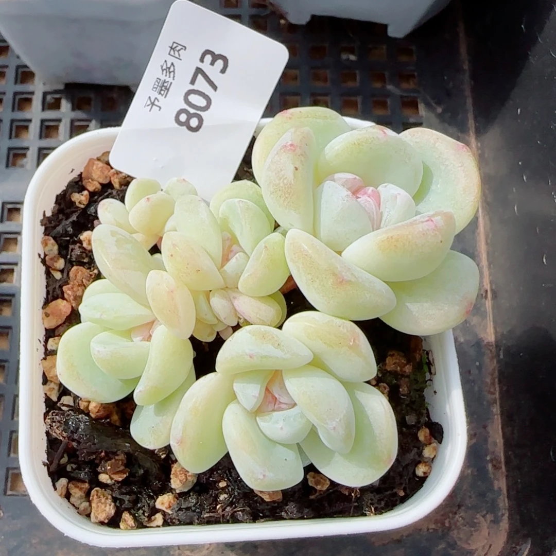 白底糖心冰玉，8074多肉植物