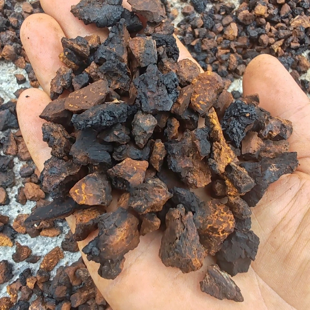 长白山山货桦树茸半斤颗粒桦褐孔菌茶泡水白桦茸茶金银花