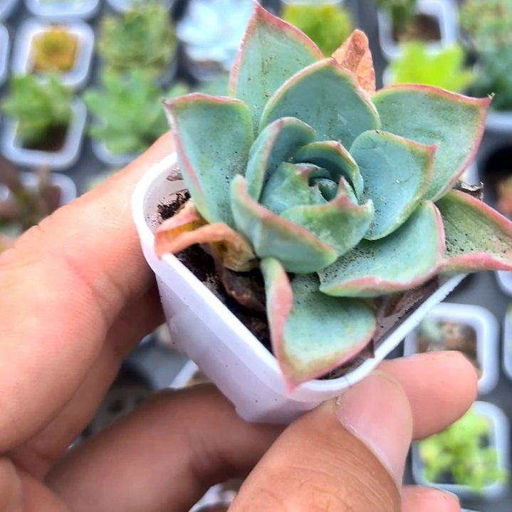 孤星一颗，满5元包邮
