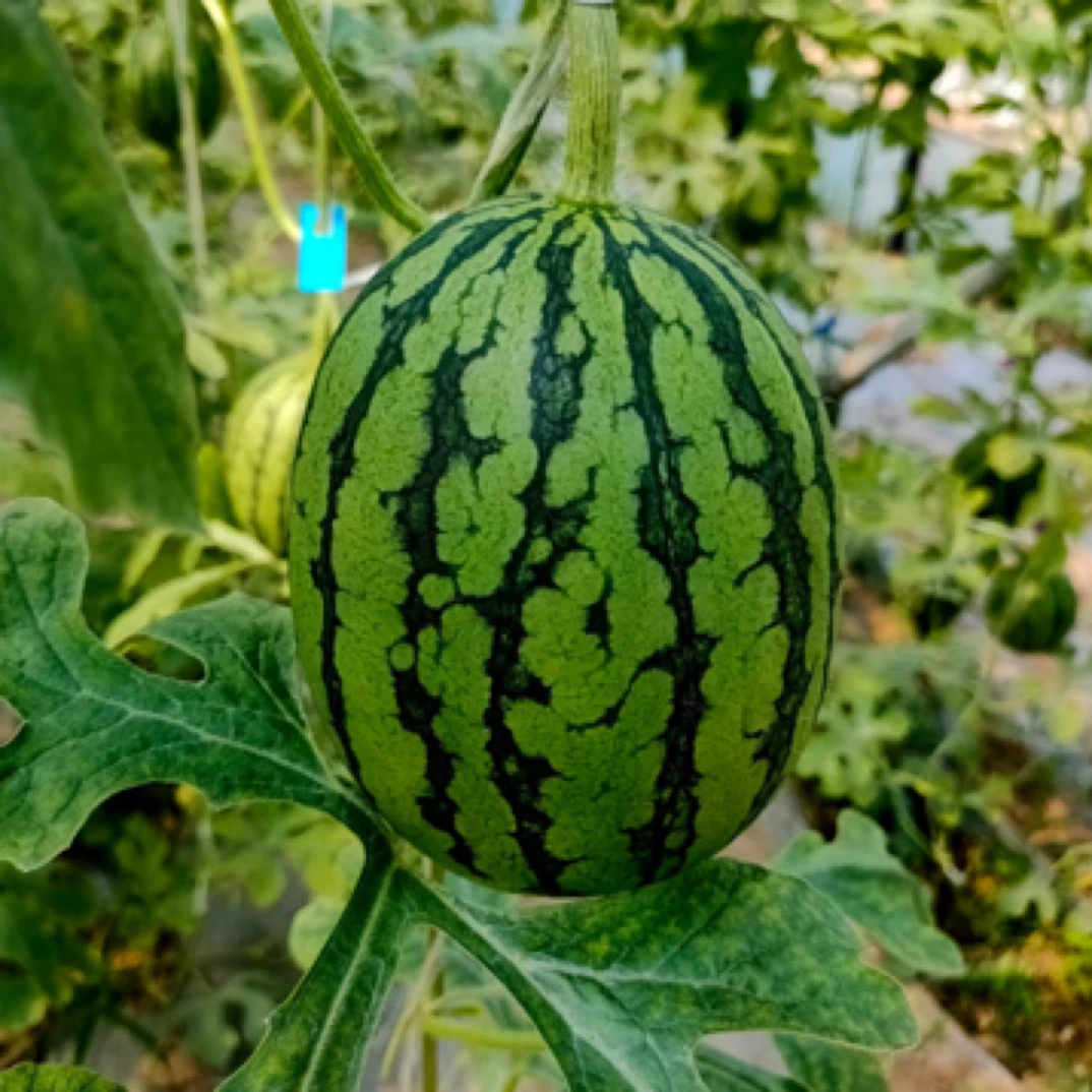 【手剥糖丸爆汁西瓜】精品小糖丸西瓜 皮薄 汁水丰富 潍坊产品 品质保障（单个3斤-6斤）京东次日达新鲜山东省