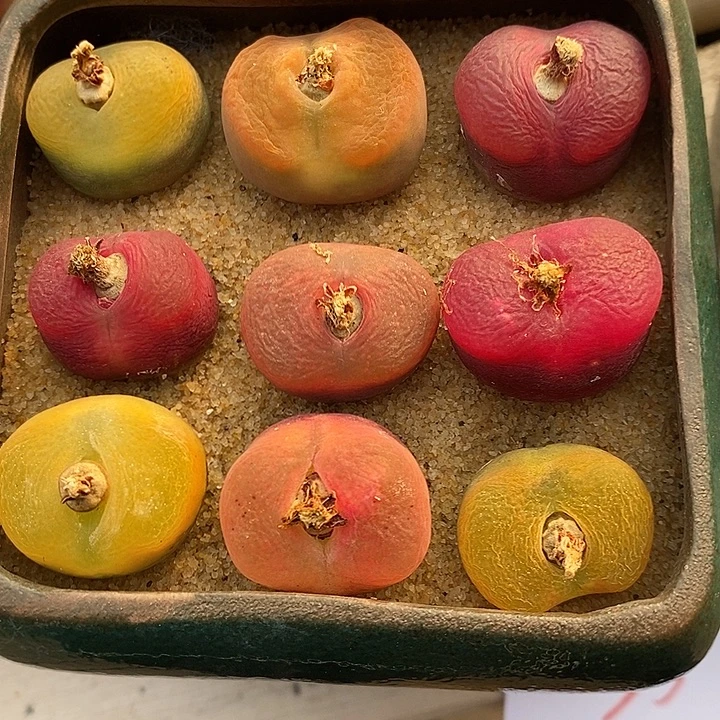 3068彩蟠桃一组。