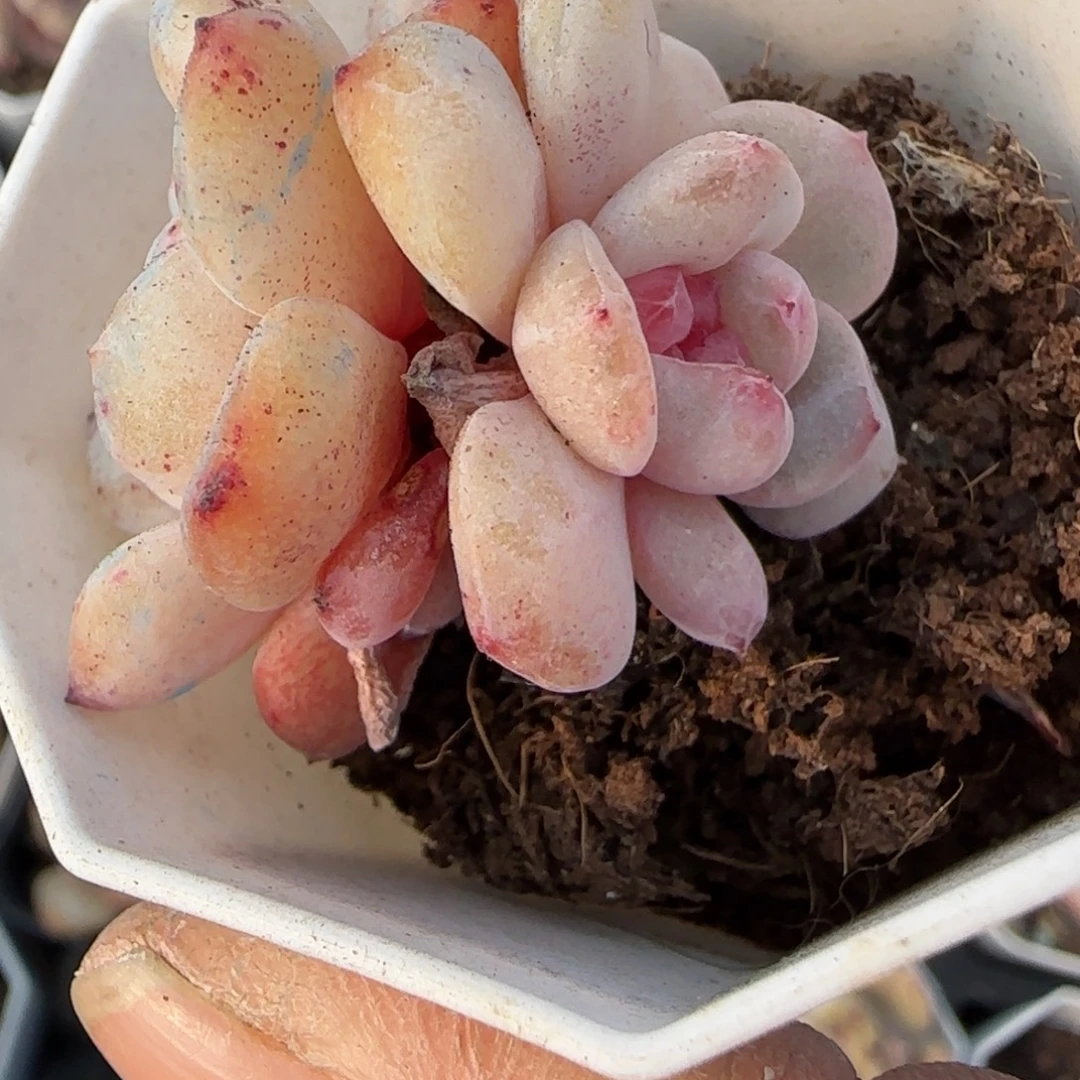 多肉小卡拉米糖心一物一拍