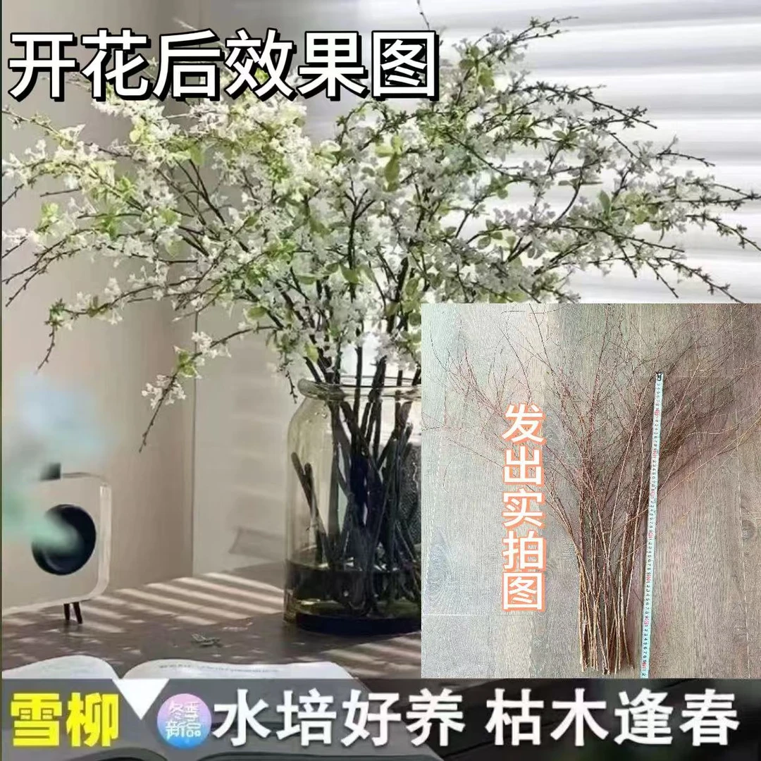 【遇水成活】雪柳盆栽水样开花水培雪花植物花卉遇水枯木室内蓬绿植