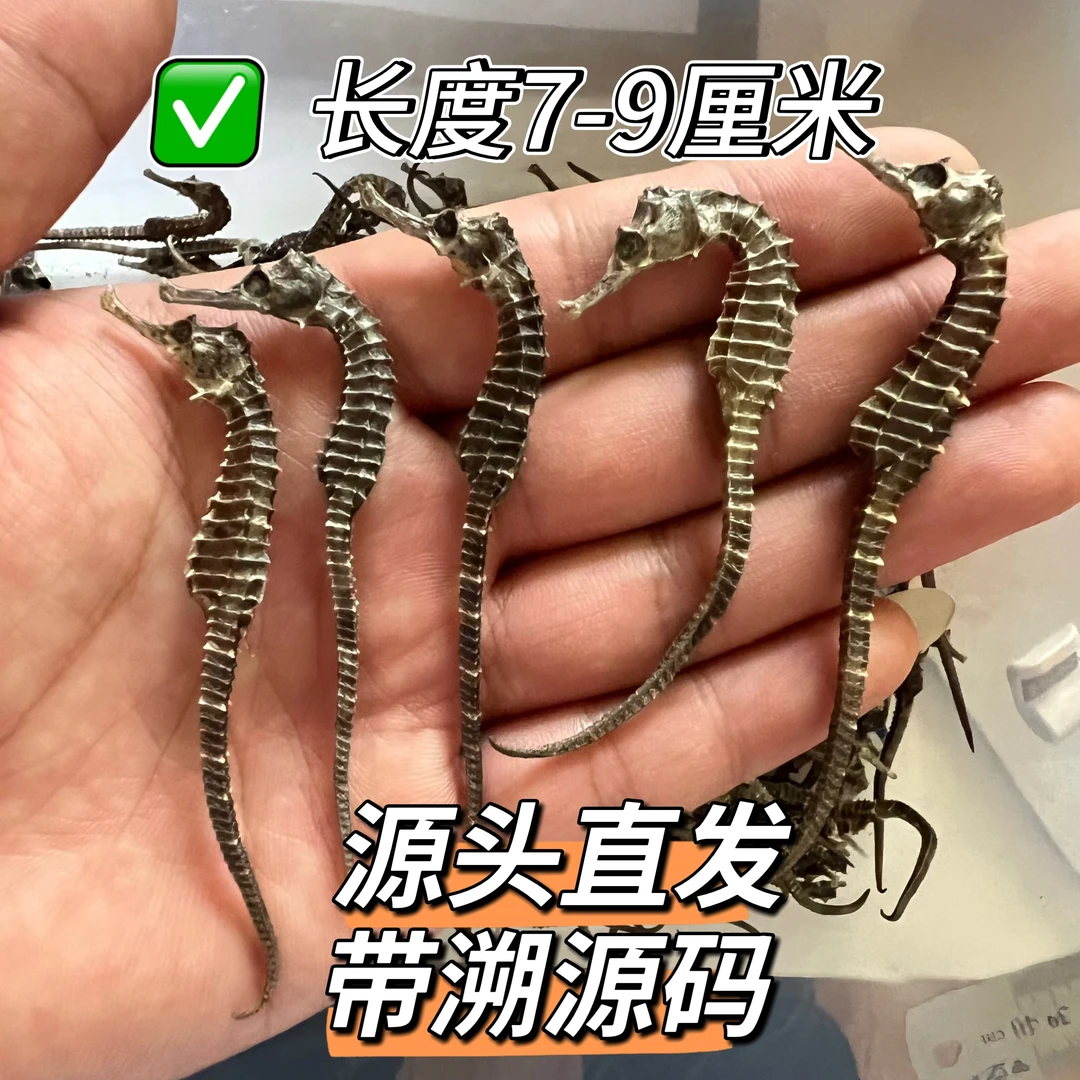 【正品】海鱼干馬马生晒足干规格0.2-0.5克煲汤泡酒料茶 非中药材