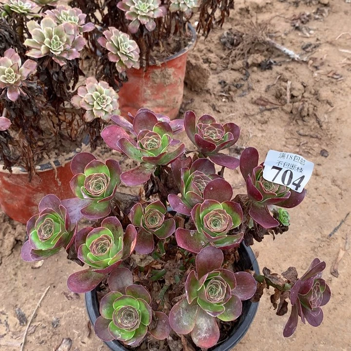 704魅金玫瑰绣球2