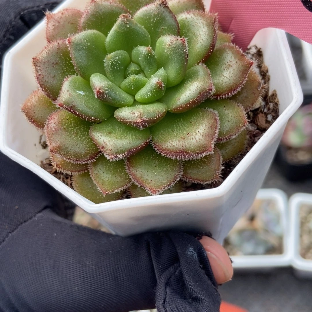 350多肉植物多肉葡萄