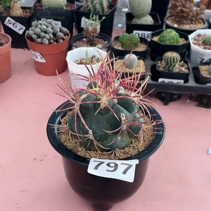797高木绯冠龙仙人球