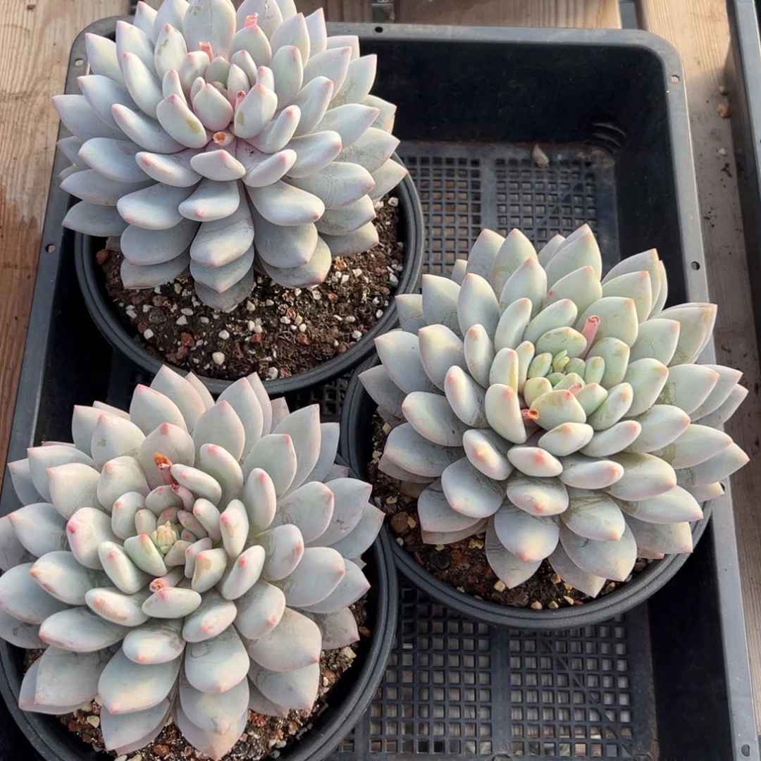 5497量肉肉肉肉肉肉肉