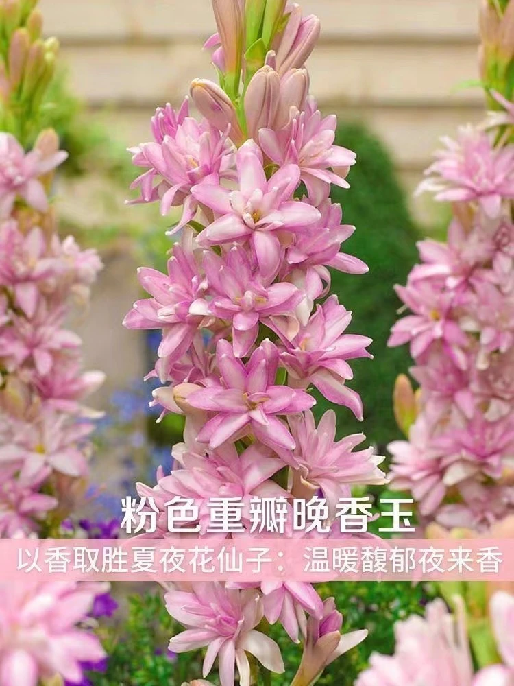 15-20芽头粉色白色浓香【重瓣晚香玉】 新人福利送肥料