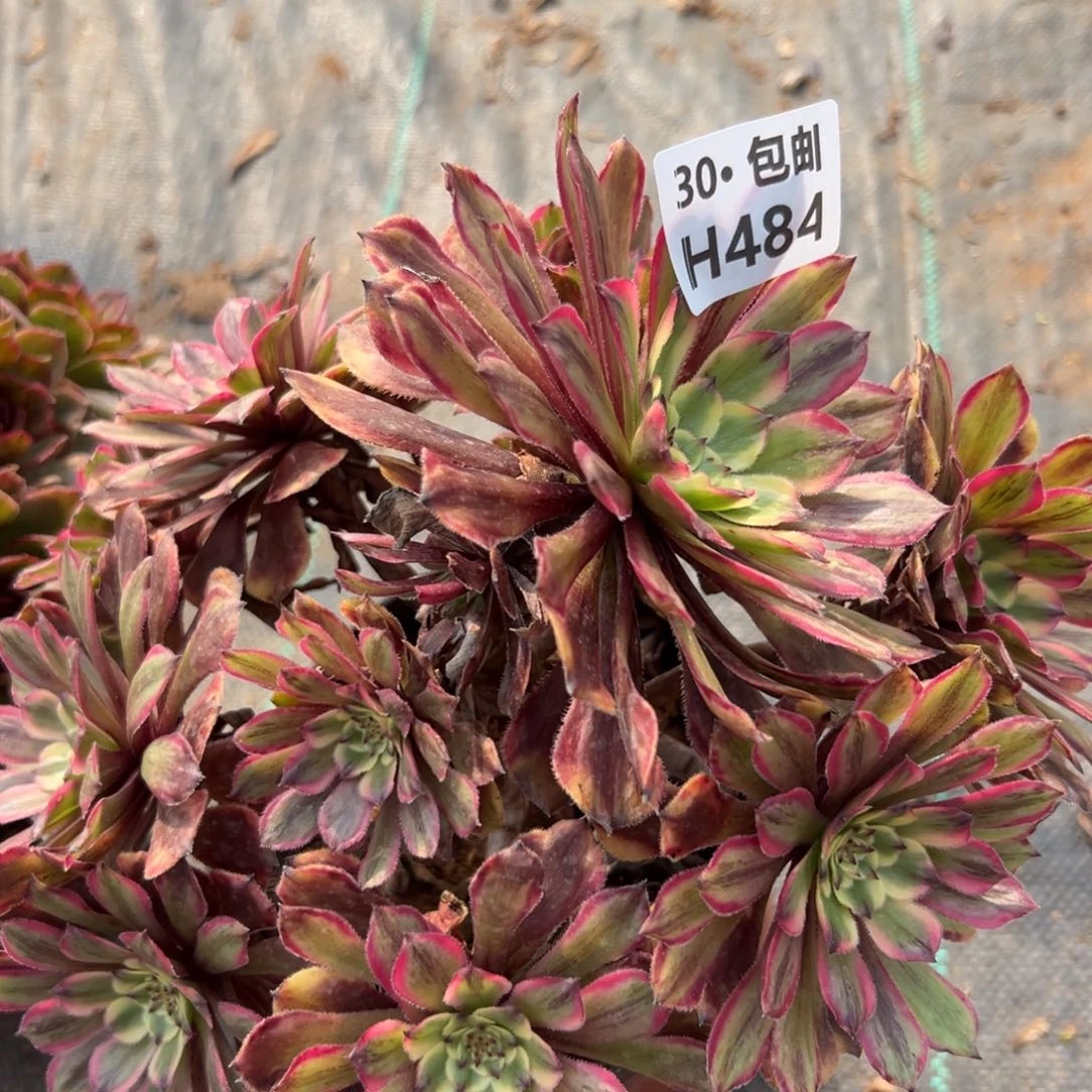 484粉黛多肉法师