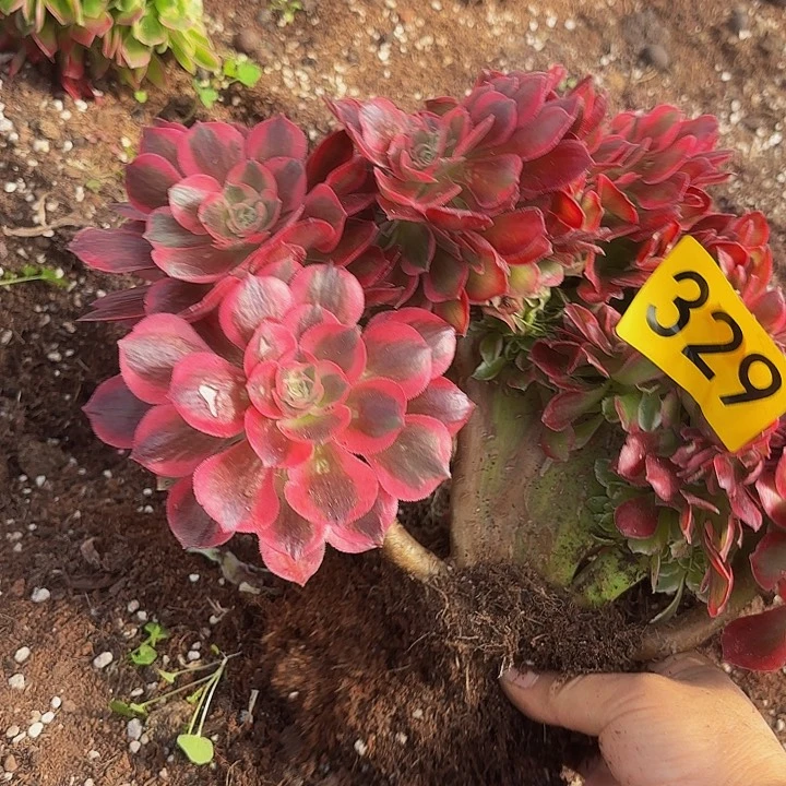 多肉植物福利329