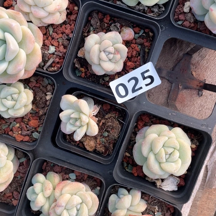 花*仔多肉植物一物一拍