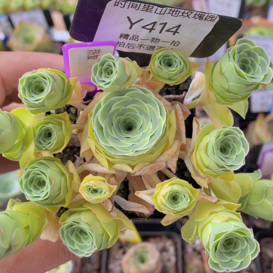 热爱多肉414一物一拍