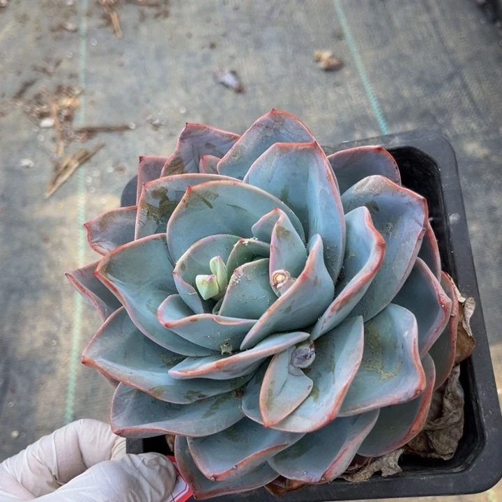 明**星布鲁蓝单头1️⃣颗140盆