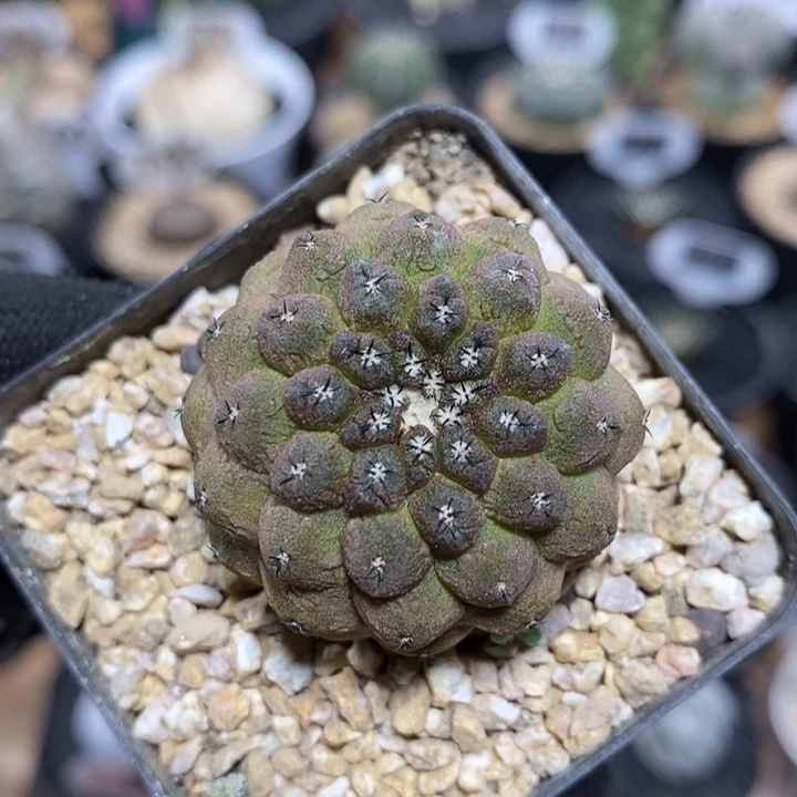 实生蜥蜴皮1076号3.3cm