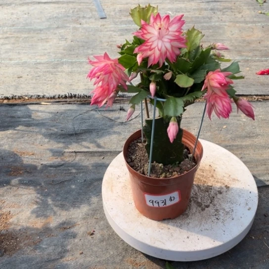 068蟹爪兰尾号9931