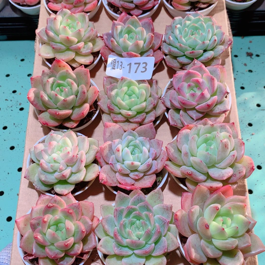 13-173一物一拍多肉带盆18颗
