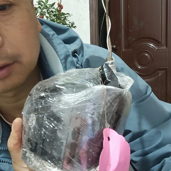 无花朵东方龙金弹子嫁接521号