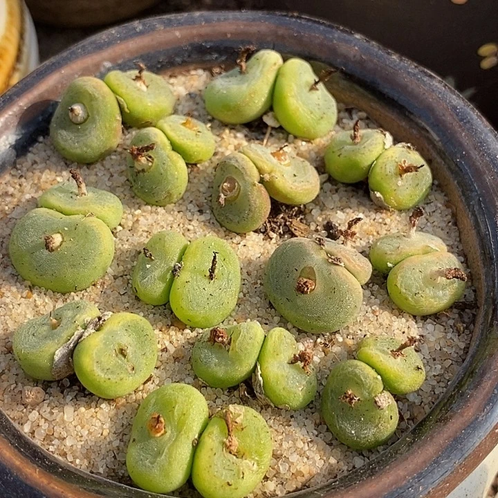 双头水晶鞋一颗