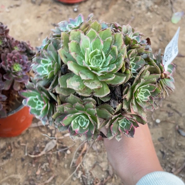 488水晶莲花小手捧1