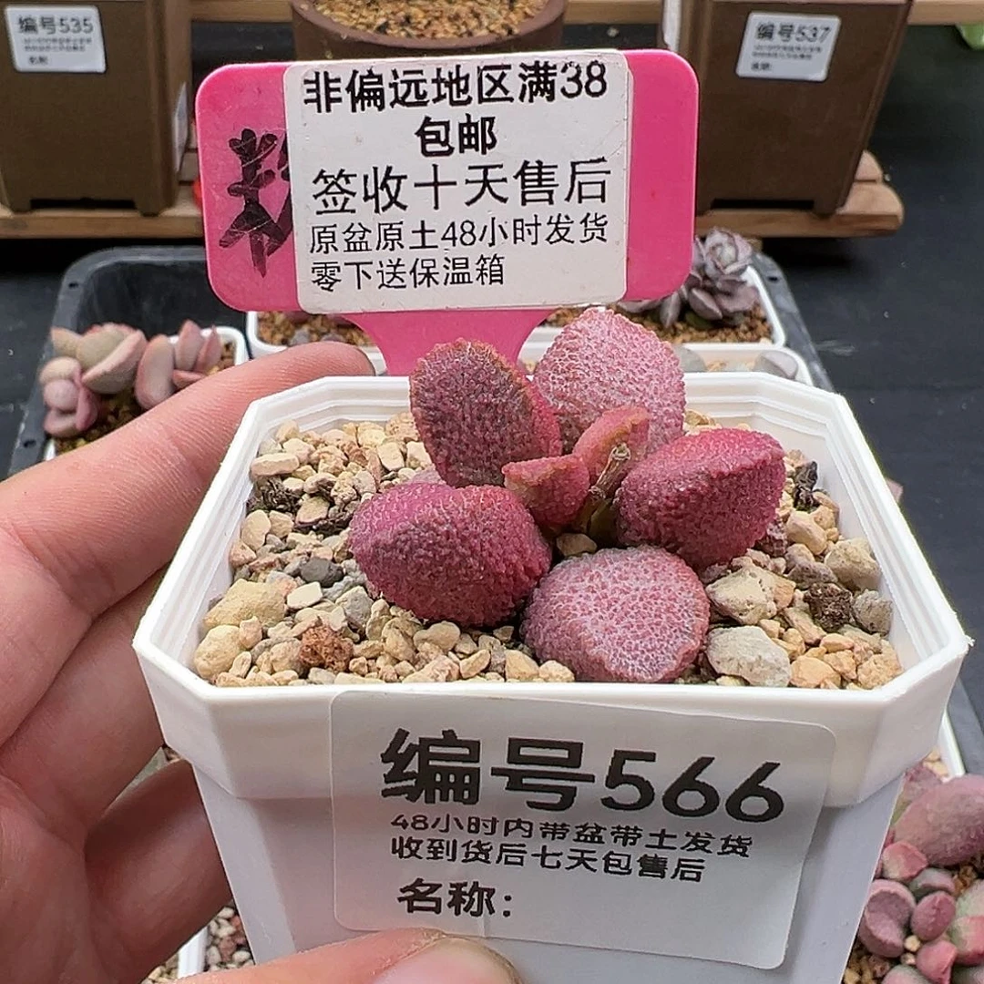 566赛猪肝多肉植物
