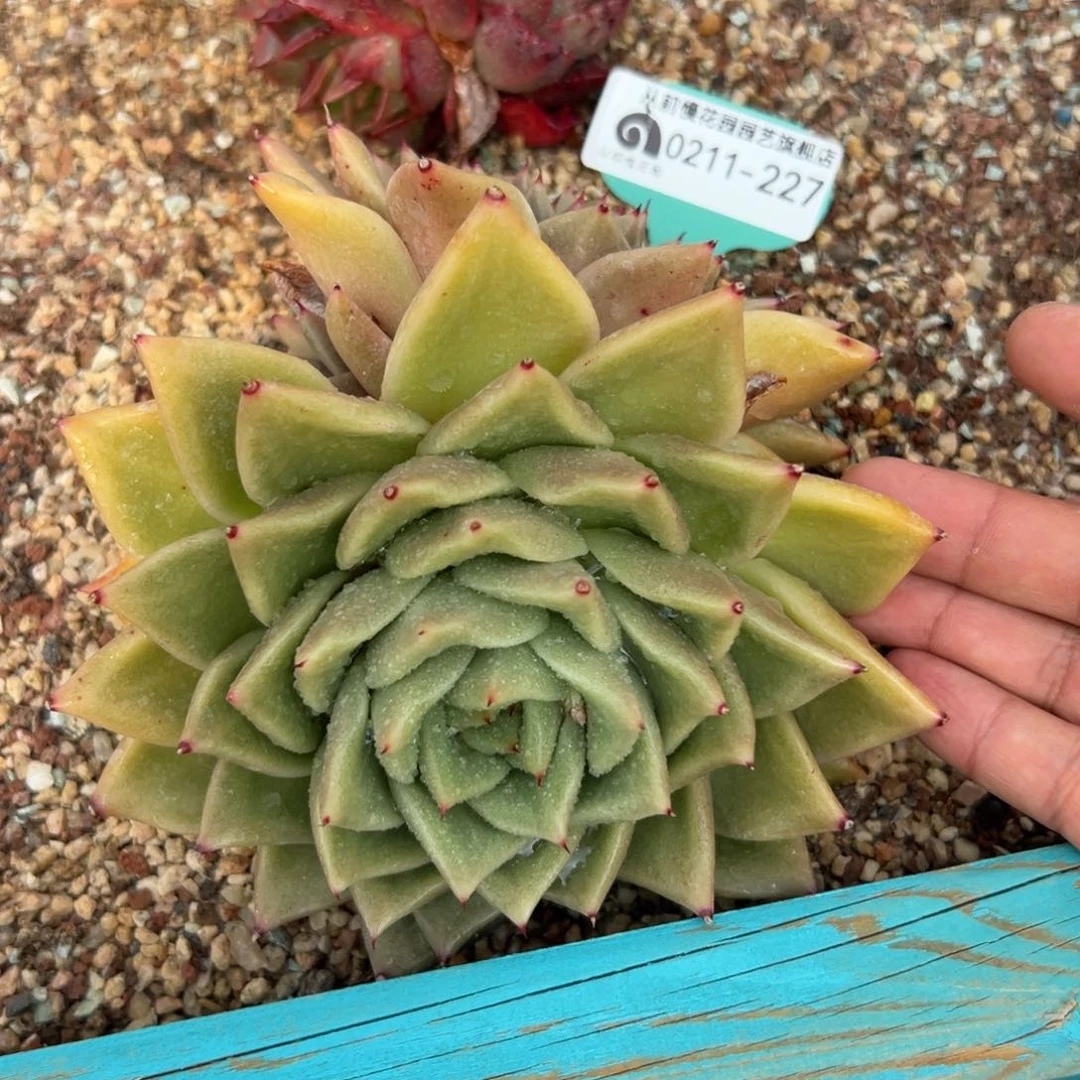 多肉一物一拍0211-227