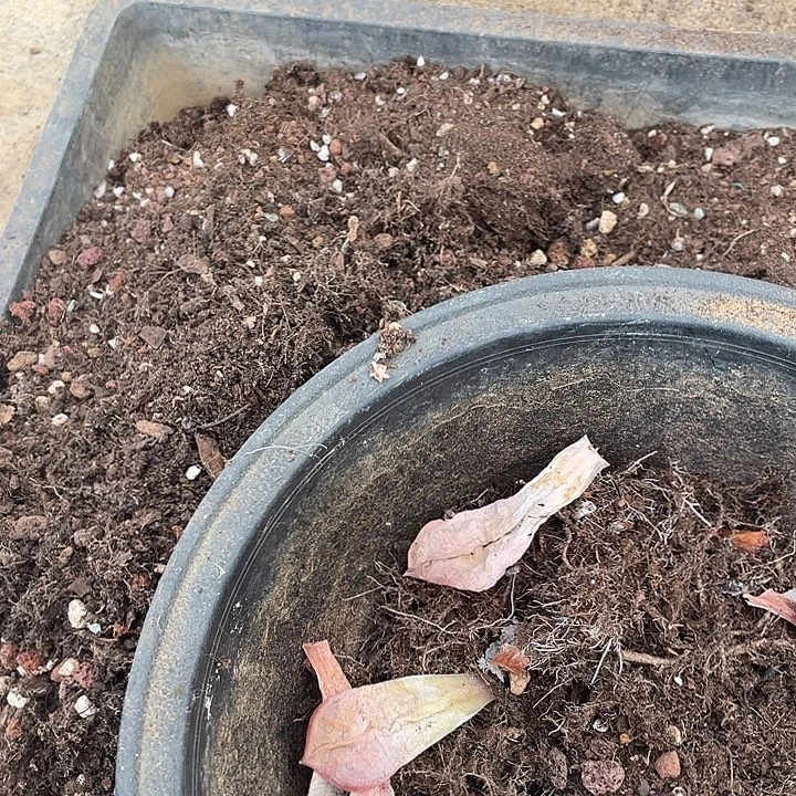 柒***寶多肉植物的生长发育和生长
