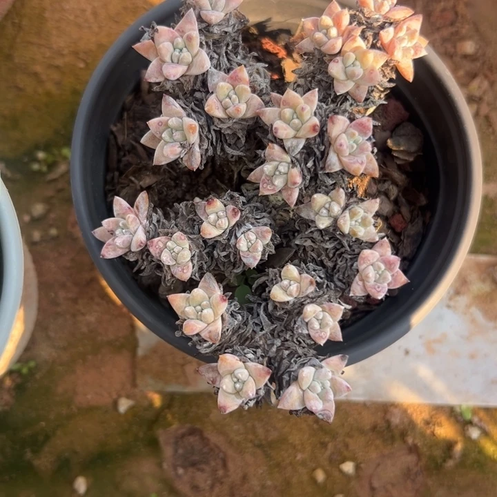 格诺玛白菊～一物一拍11139