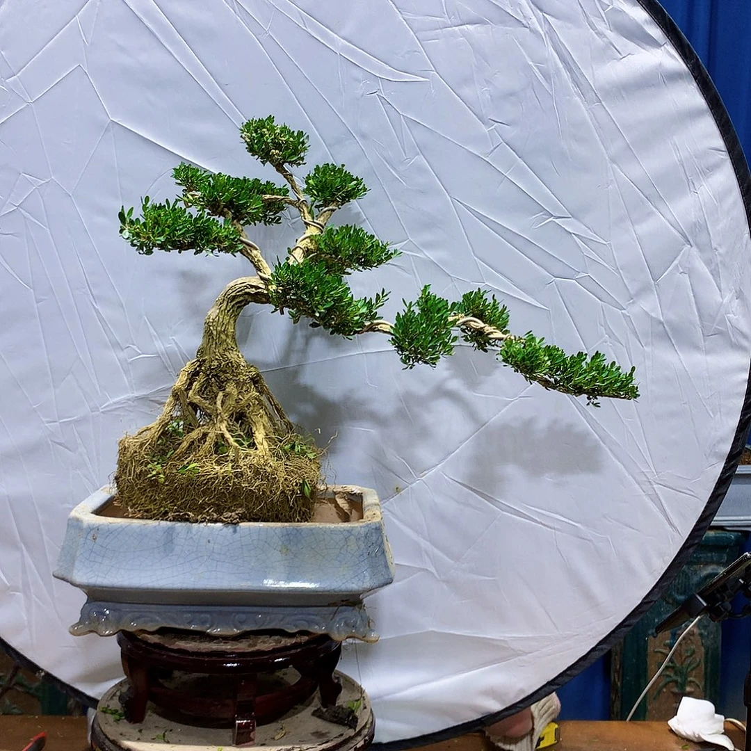 赖***生全部花朵黄杨盆景一物一拍
