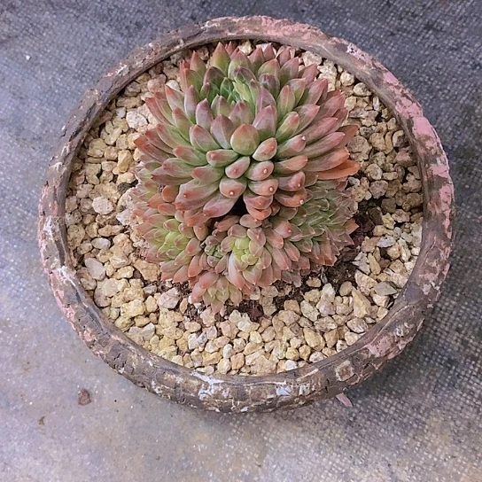 ?***?幻影多肉植物群