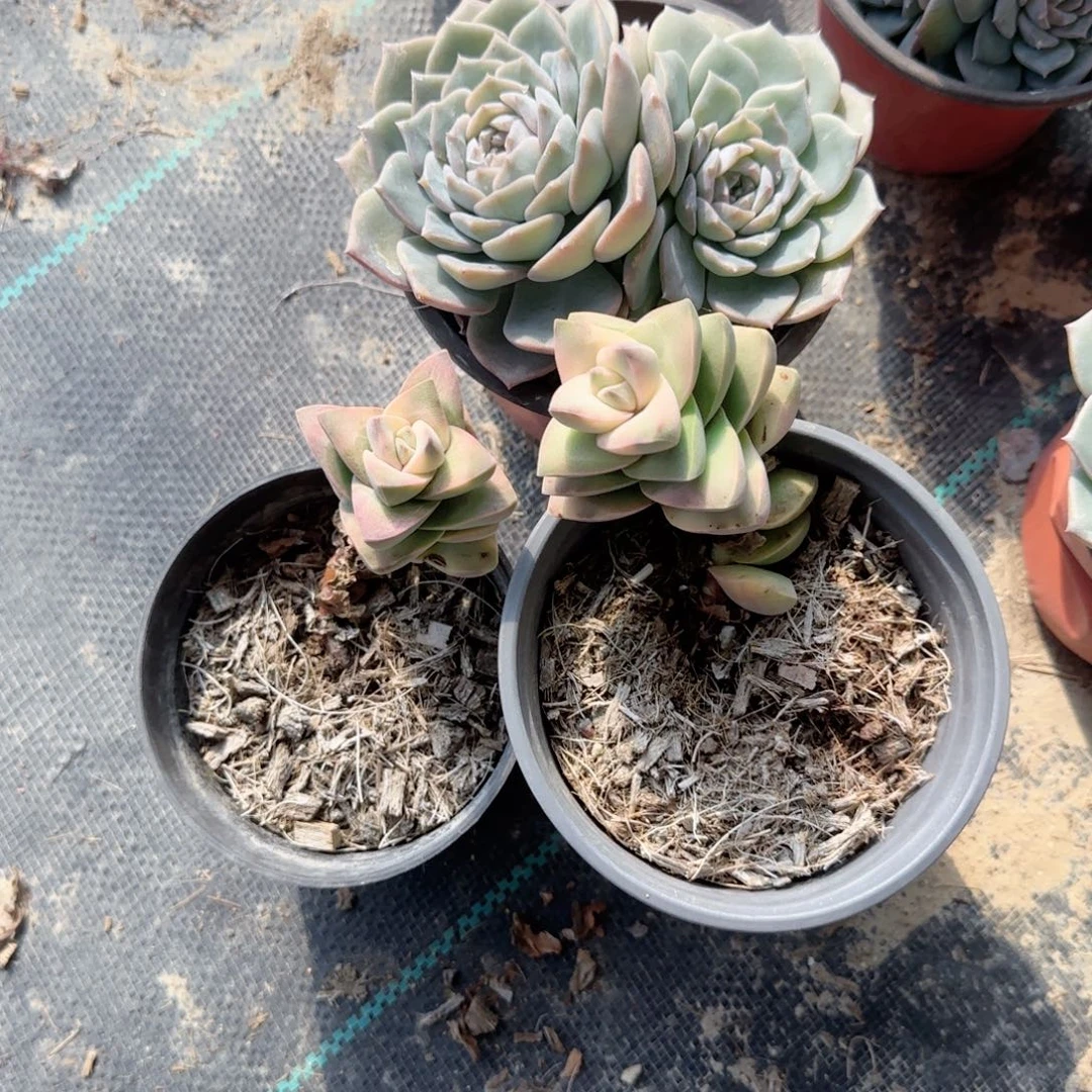 无花朵十字星锦单头