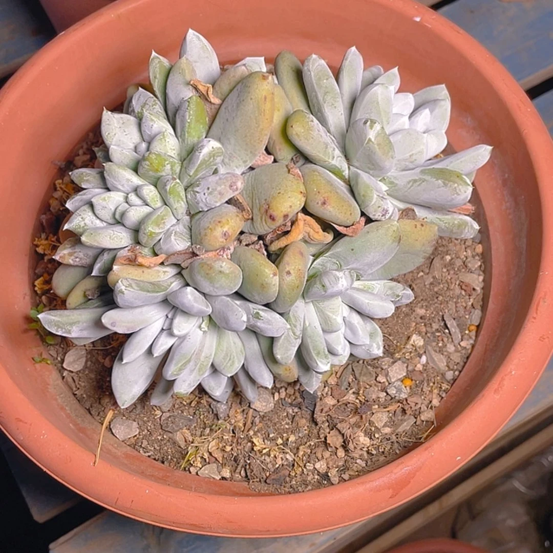 【闪购商品】咖****ˡ拇指拇指