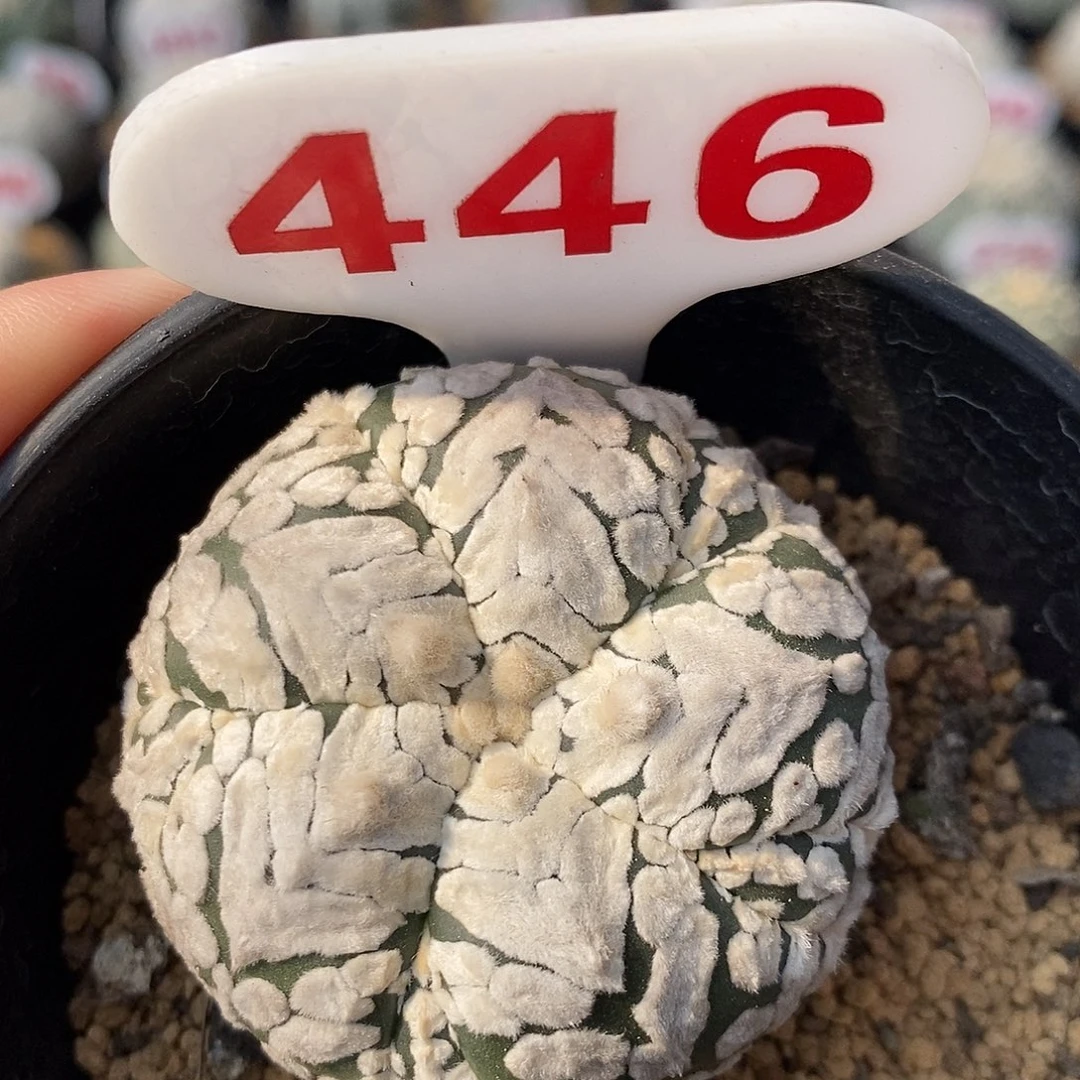 446五愣v兜系列特价