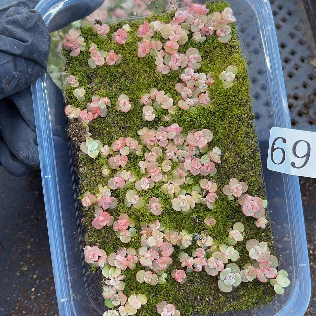 多肉植物多肉植物690