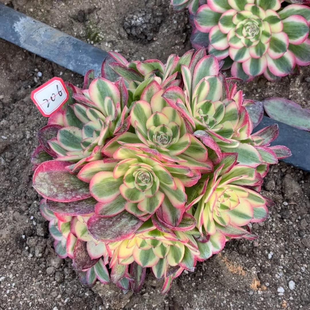 206多肉植物荔枝