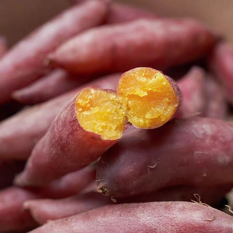 临安天目山小香薯黄心小红薯板栗小番薯新鲜金手指地瓜山芋迷你果