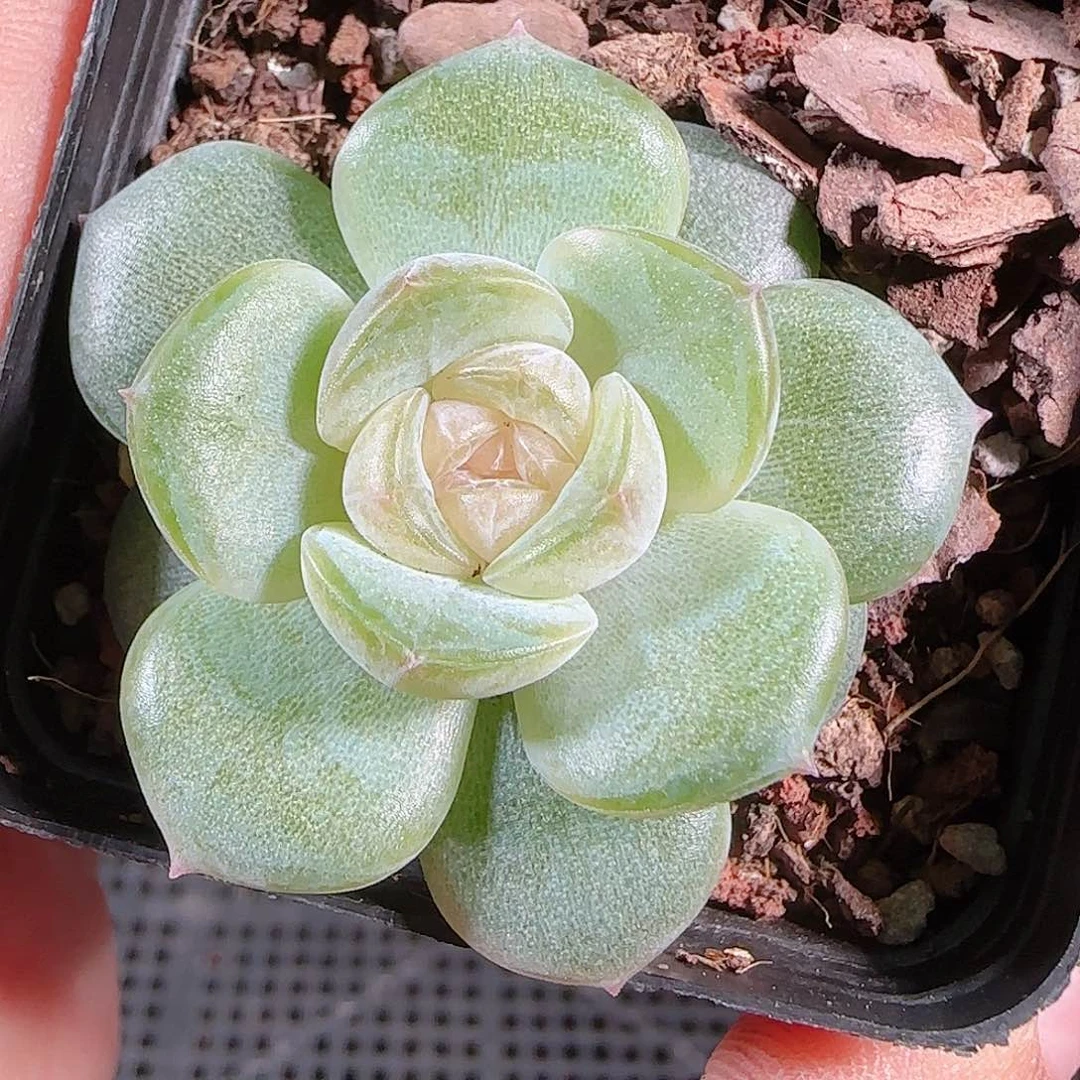 0721-:-145若画糖心珍妮