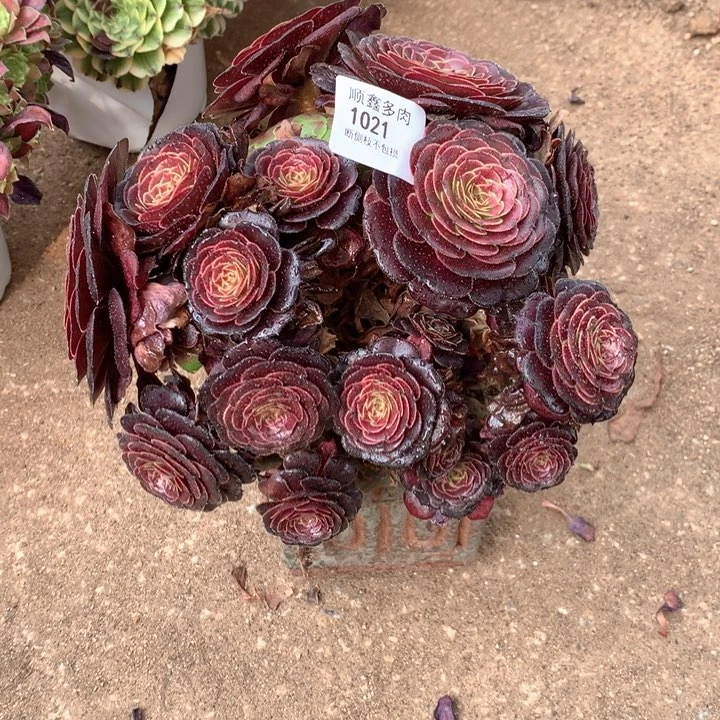 1021黑萝莉多肉植物特价不售后