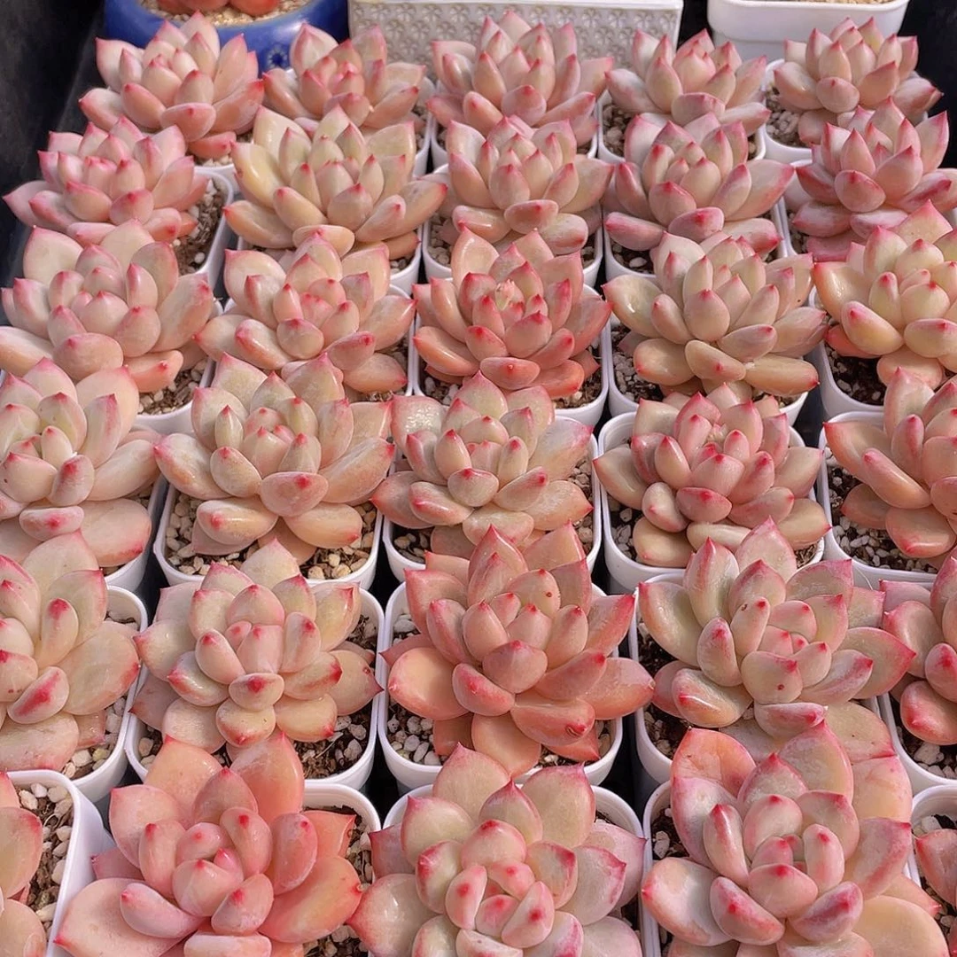 量拍111号 香克斯美人单头一个