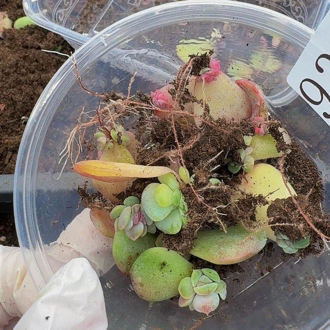 多肉植物多肉植物93