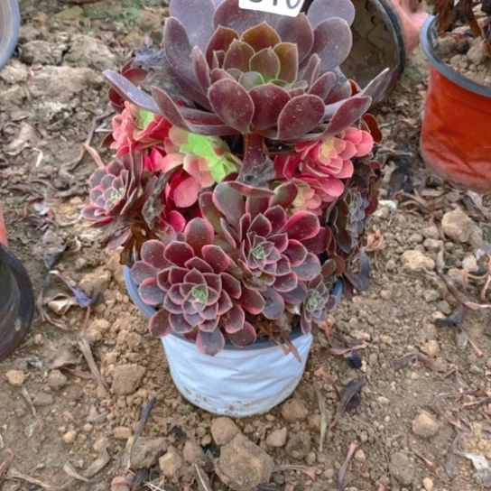 510多肉植物美杜莎变异